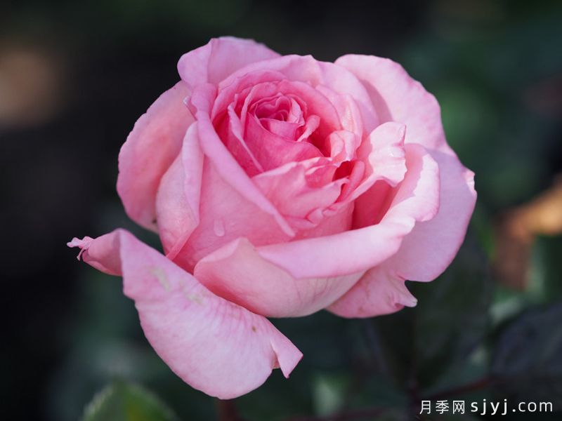 花宫娜月季Fragonard(图3)