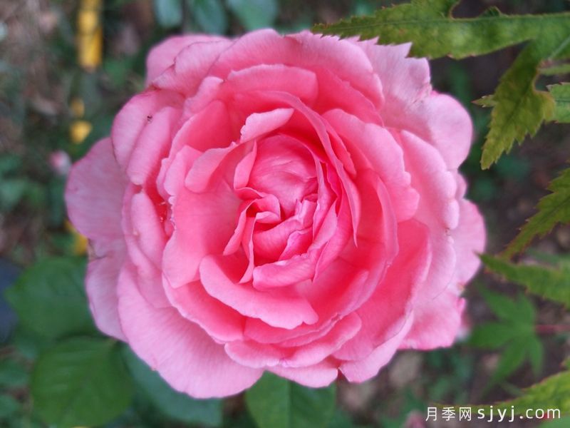 花宫娜月季Fragonard(图2)