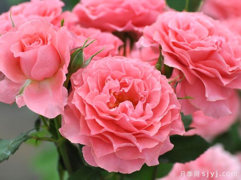 珊瑚果冻月季Corail Gelee(图1)