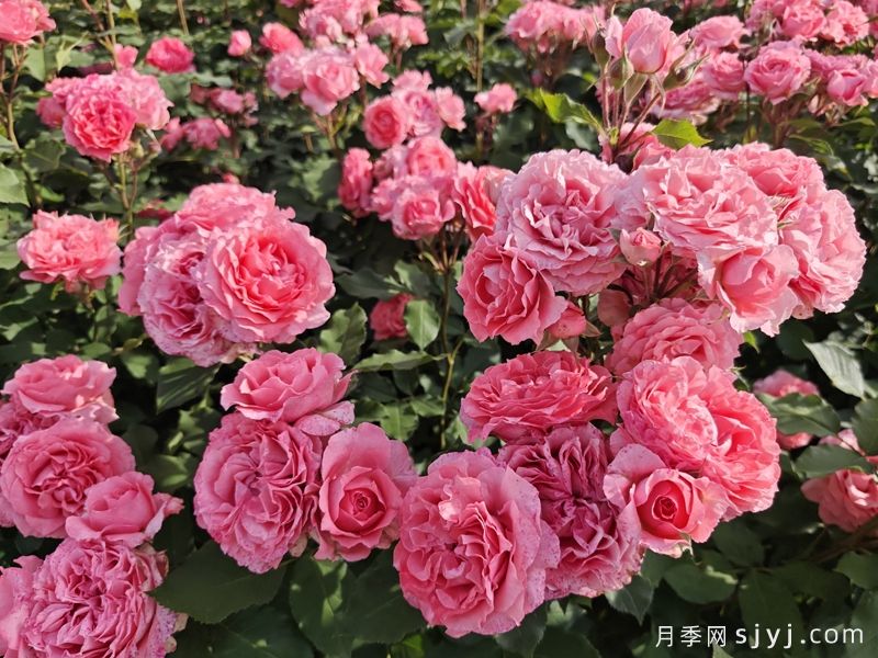 珊瑚果冻月季Corail Gelee(图2)
