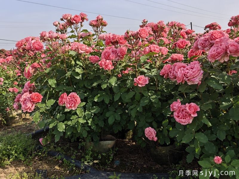 珊瑚果冻月季Corail Gelee(图4)