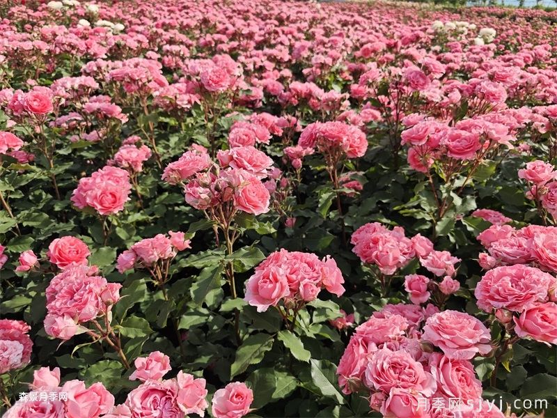 珊瑚果冻月季Corail Gelee(图5)