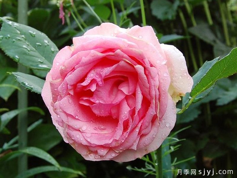 第一夫人月季First Lady(图1)