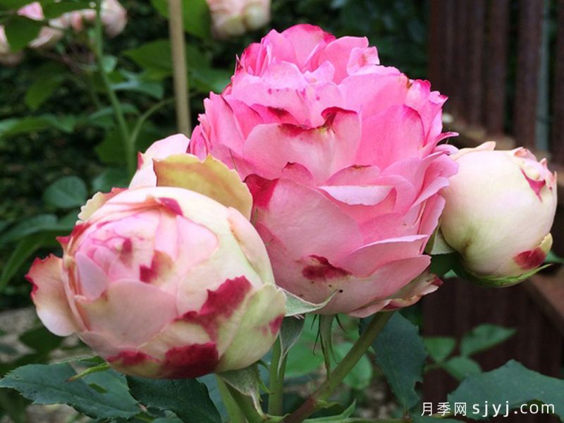 第一夫人月季First Lady(图2)