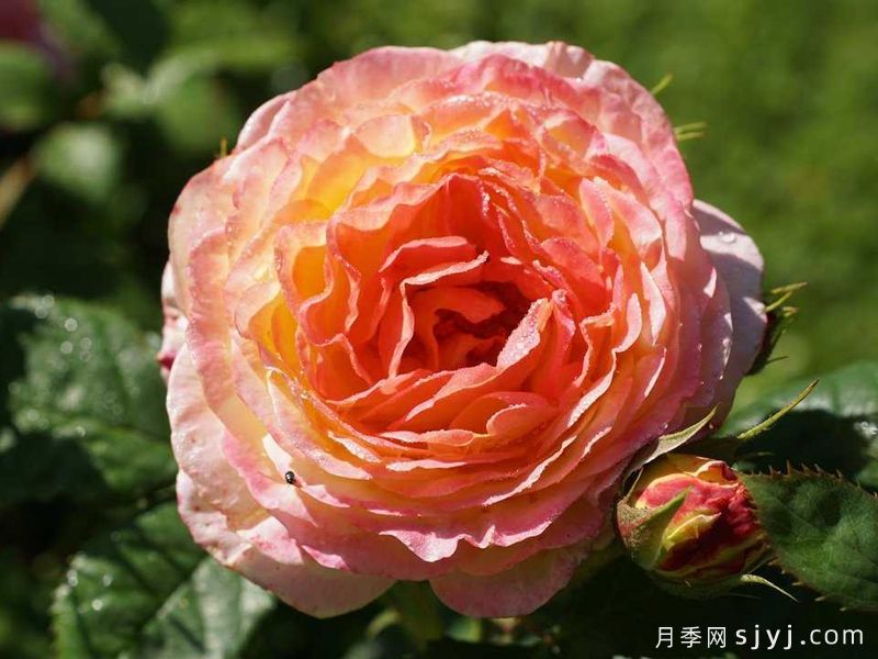 詹森月季/罗斯曼尼詹森月季Rosomane Janon(图4)