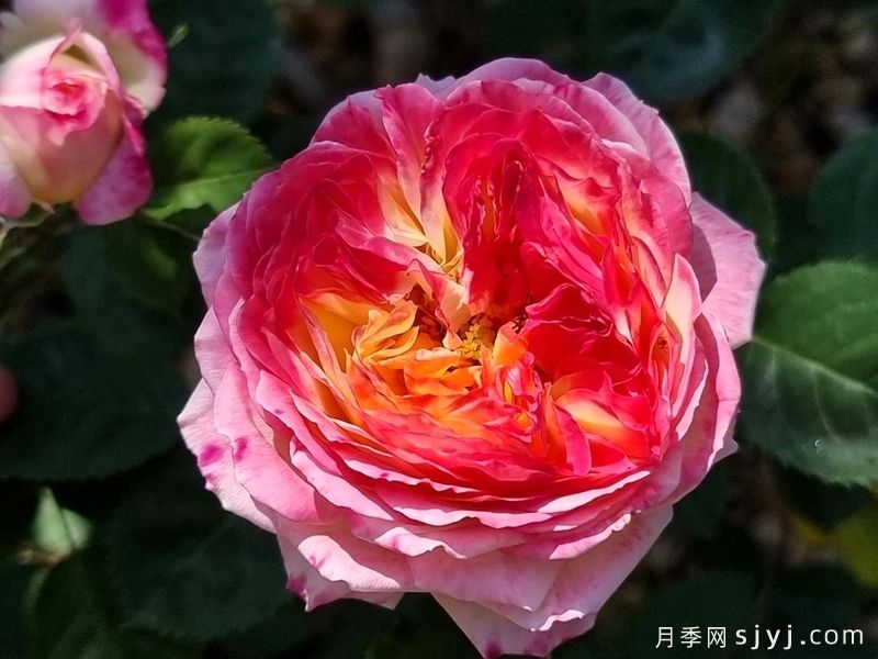 詹森月季/罗斯曼尼詹森月季Rosomane Janon(图5)
