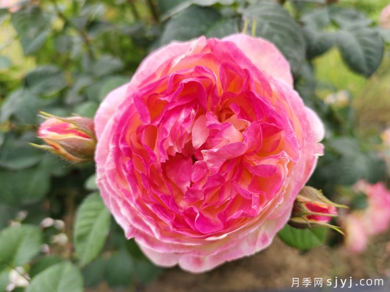 詹森月季/罗斯曼尼詹森月季Rosomane Janon(图1)