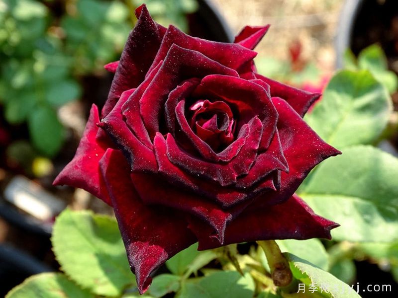 黑巴克月季Black Baccara(图4)