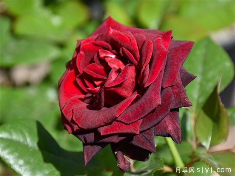 黑巴克月季Black Baccara(图2)