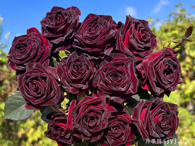 黑巴克月季Black Baccara(图3)