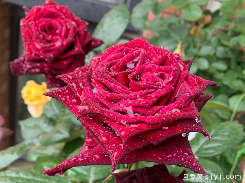 黑巴克月季Black Baccara(图6)