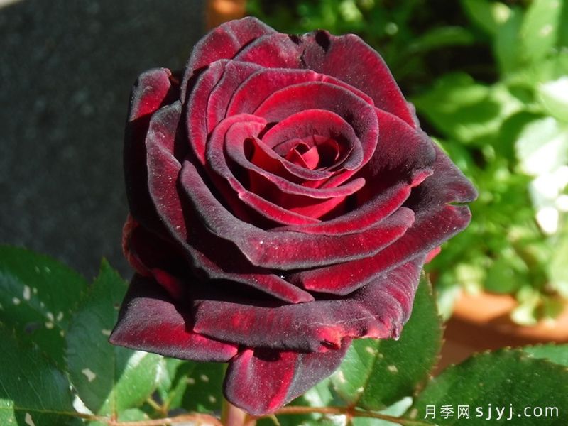 黑巴克月季Black Baccara(图1)