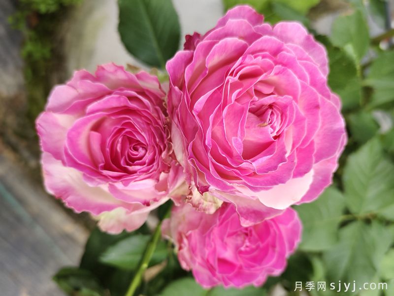 糖果雪山月季Candy Avalanche(图2) 糖果雪山月季Candy Avalanche(图2)