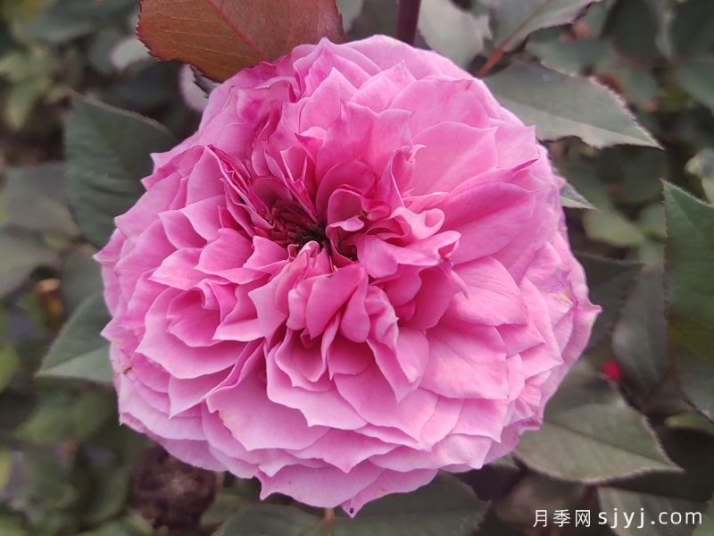 禁忌感官月季/恋上香水花园Forbidden Parfum(图1)