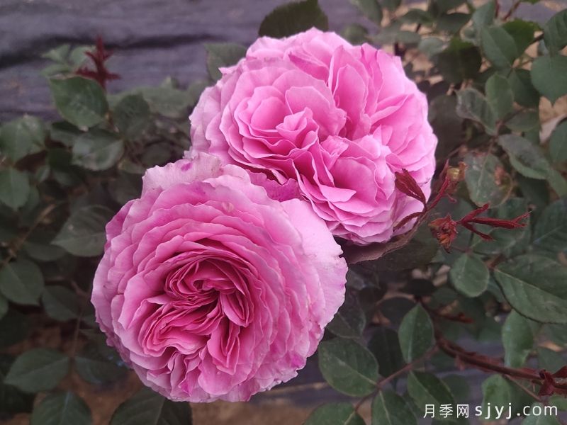 禁忌感官月季/恋上香水花园Forbidden Parfum(图2)