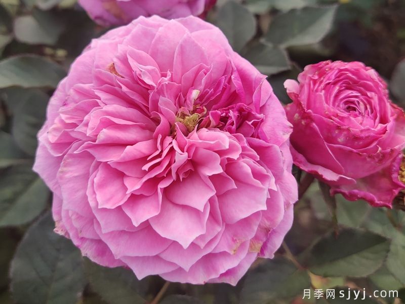 禁忌感官月季/恋上香水花园Forbidden Parfum(图3)