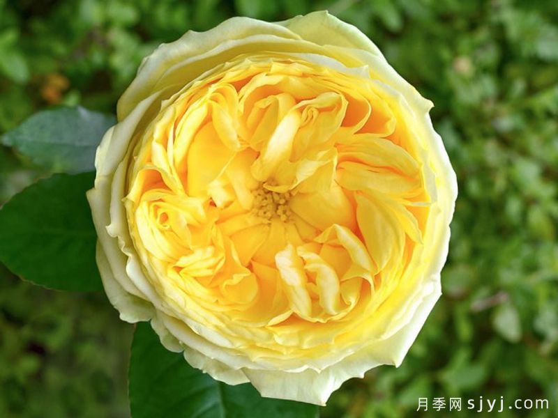 凯特琳娜月季/卡特琳娜月季Catalina(图2)