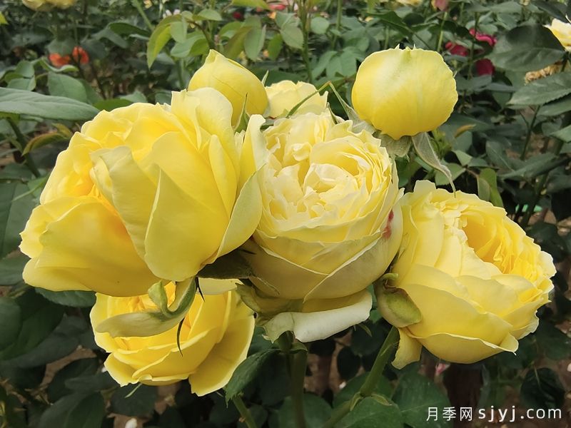 凯特琳娜月季/卡特琳娜月季Catalina(图1)