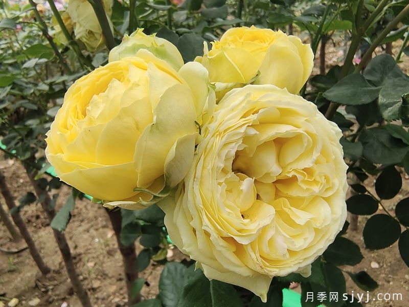 凯特琳娜月季/卡特琳娜月季Catalina(图3)