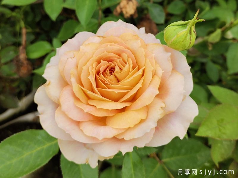焦糖古董月季/焦糖​安提克Caramel Antike Freelander(图1)