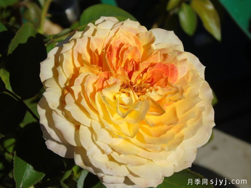 焦糖古董月季/焦糖​安提克Caramel Antike Freelander(图3)
