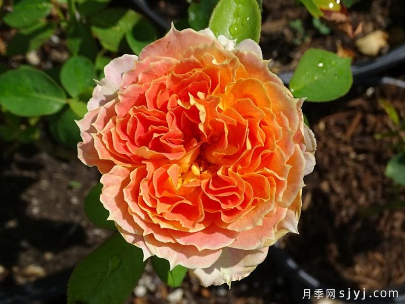 焦糖古董月季/焦糖​安提克Caramel Antike Freelander(图4)