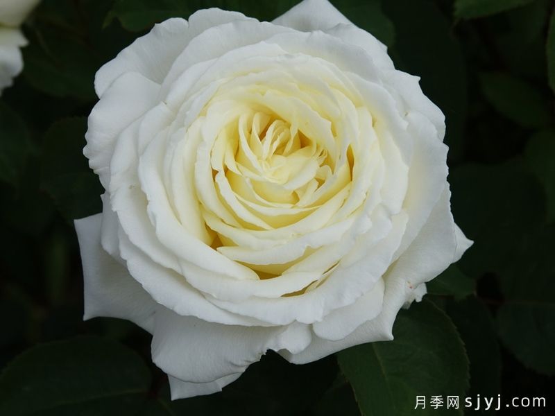 珍妮莫罗月季Jeanne Moreau(图2) 珍妮莫罗月季Jeanne Moreau(图2)