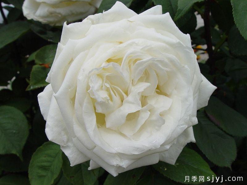 珍妮莫罗月季Jeanne Moreau(图1) 珍妮莫罗月季Jeanne Moreau(图1)