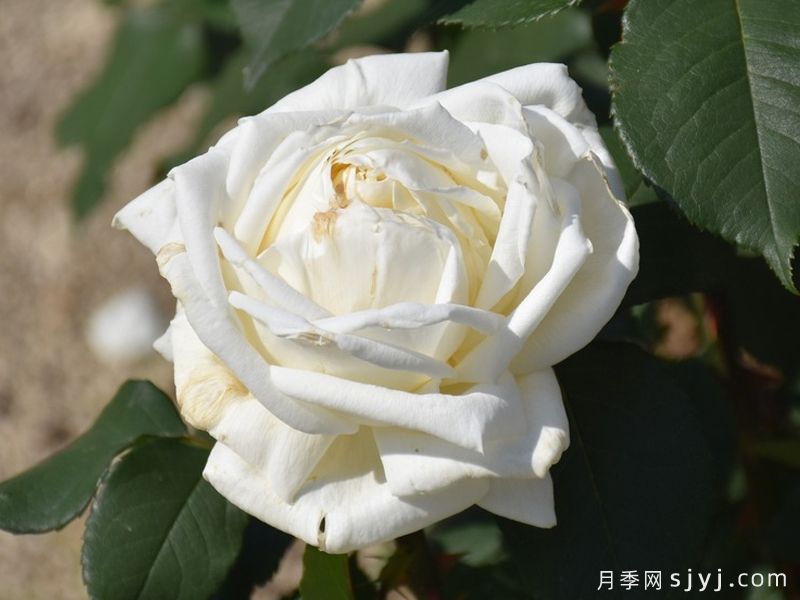 珍妮莫罗月季Jeanne Moreau(图6) 珍妮莫罗月季Jeanne Moreau(图6)