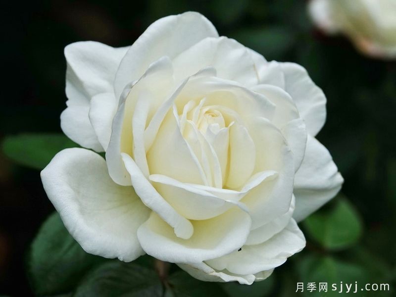 伊芙皮埃尔月季/冷香/珍妮莫罗切花版Pierre Arditi(图1)