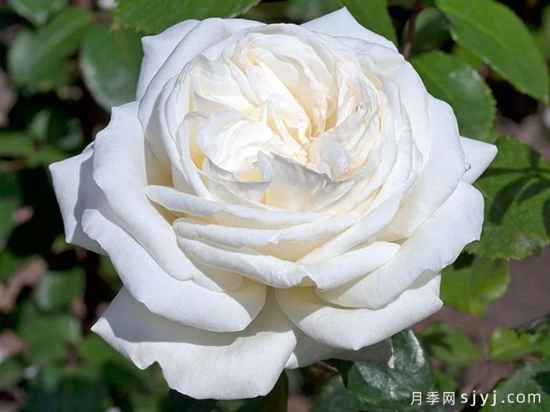 伊芙皮埃尔月季/冷香/珍妮莫罗切花版Pierre Arditi(图4)
