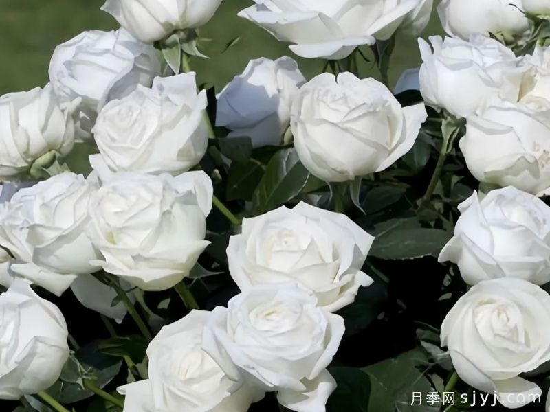 伊芙皮埃尔月季/冷香/珍妮莫罗切花版Pierre Arditi(图2)