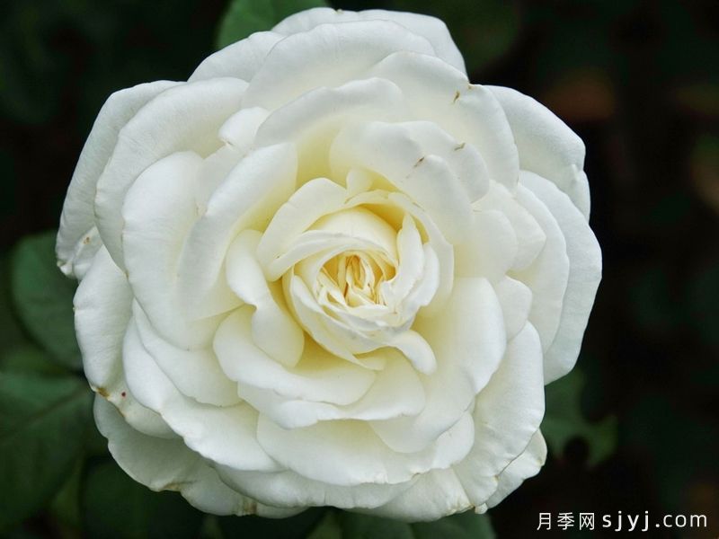 伊芙皮埃尔月季/冷香/珍妮莫罗切花版Pierre Arditi(图3)