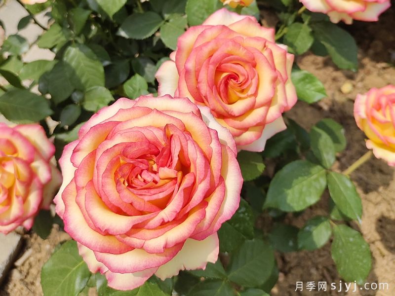 阿班斯月季/阿斑斯Ambiance(图3) 阿班斯月季/阿斑斯Ambiance(图2)