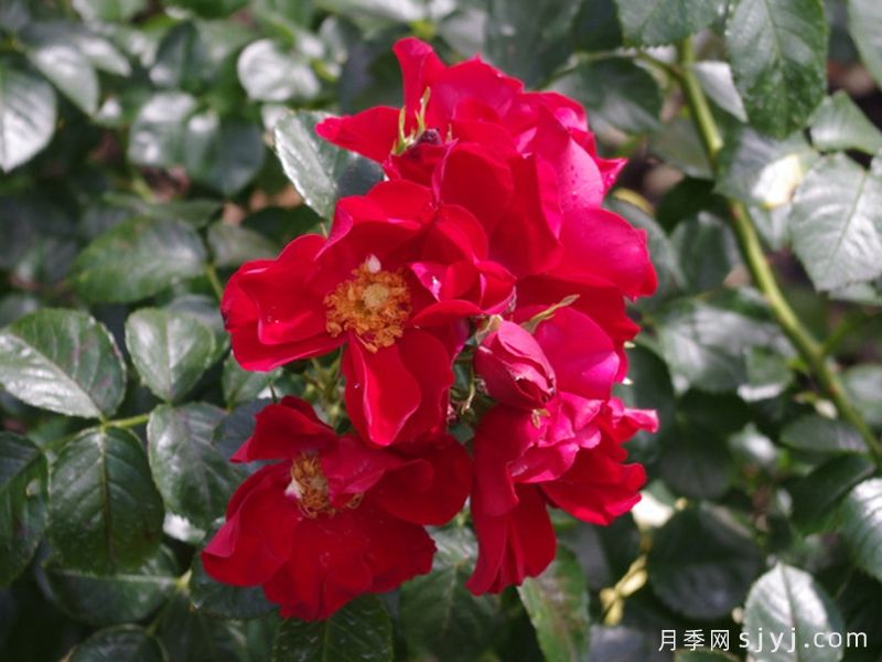 皇家巴西诺月季/巴西诺月季Royal Bassino(图2)