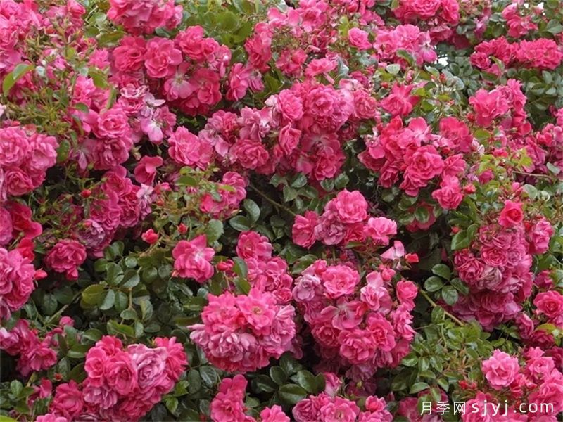 梅郎珍珠月季/梅朗珍珠Palmengarten Frankfurt(图2)