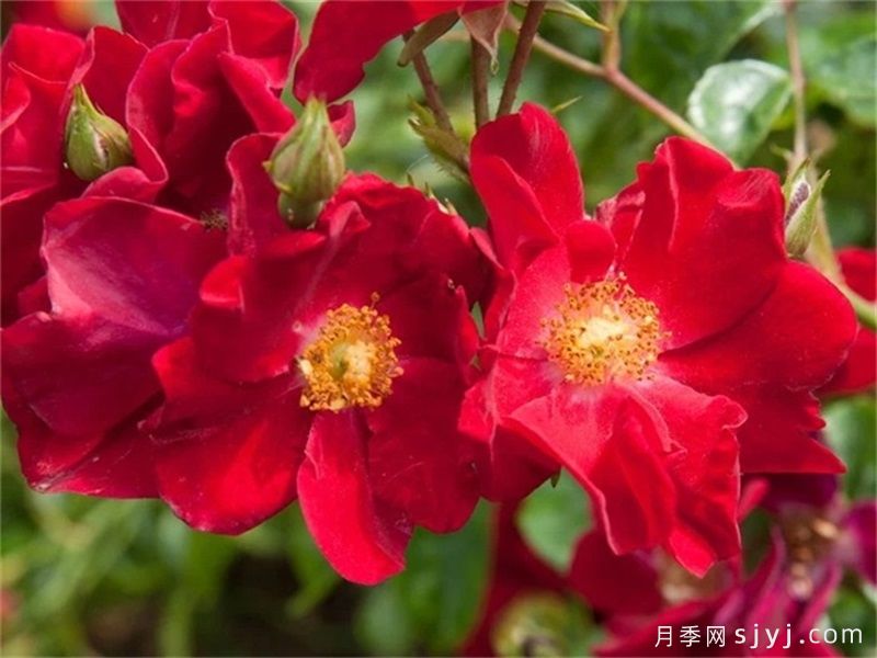 天鹅绒地毯月季/红色地毯月季Flower Carpet Red(图1)