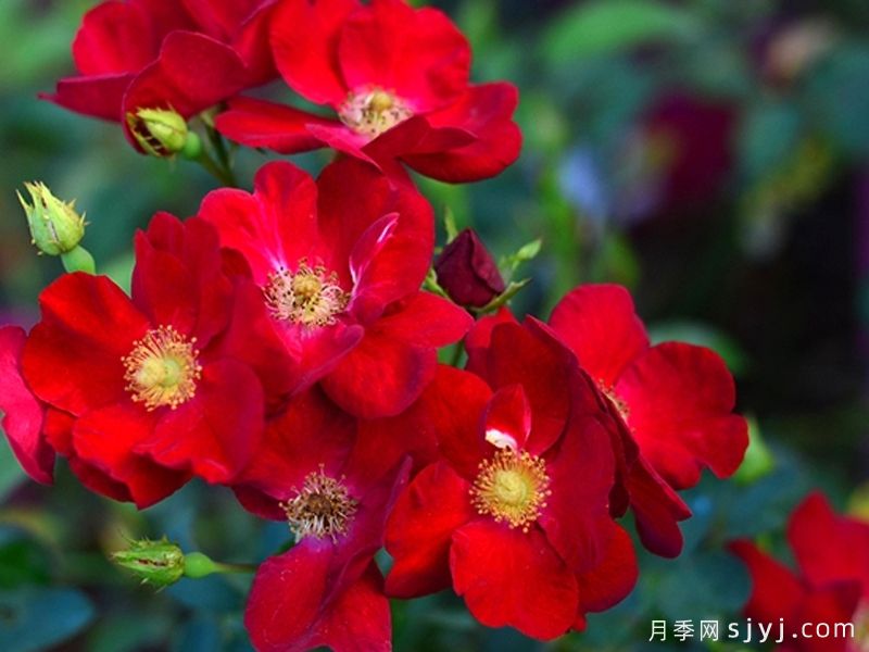 天鹅绒地毯月季/红色地毯月季Flower Carpet Red(图3)