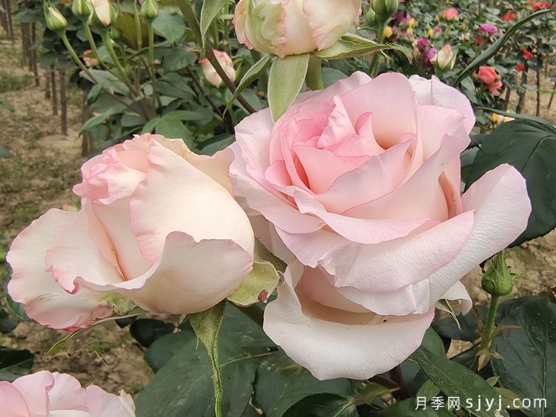 朱米莉亚月季/艾莎月季/爱莎玫瑰Jumilia(图4)