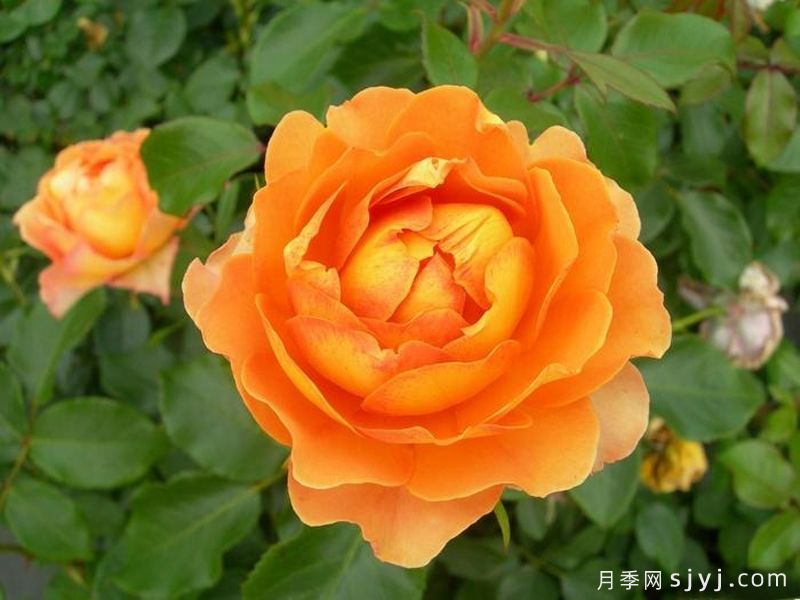 蜂蜜焦糖月季Honey Caramel(图2)