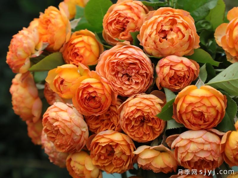 蜂蜜焦糖月季Honey Caramel(图3)