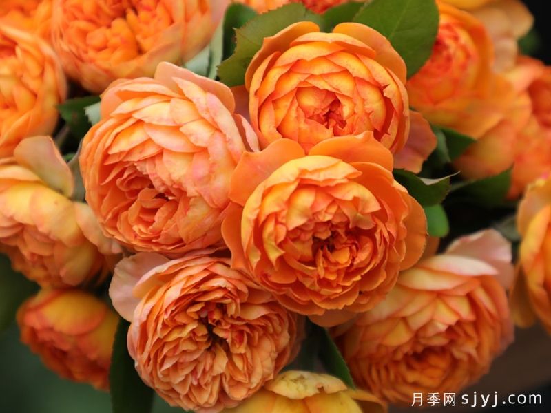 蜂蜜焦糖月季Honey Caramel(图1)
