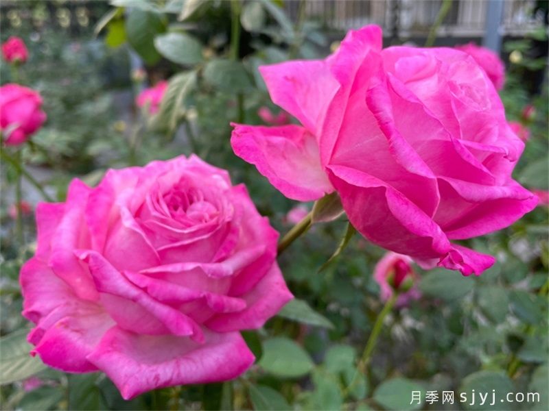 桃灼蓝天月季(图1)