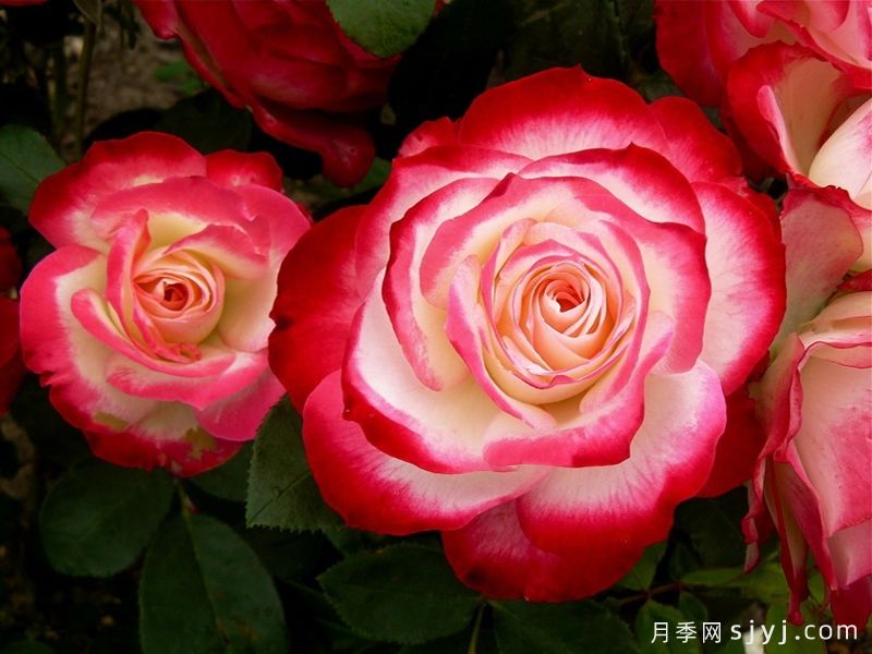 摩纳哥公爵月季/樱桃派对月季/樱桃冻糕Jubile du Prince de Monaco(图1)