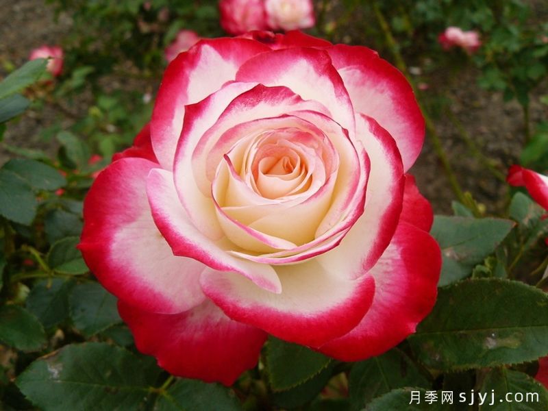 摩纳哥公爵月季/樱桃派对月季/樱桃冻糕Jubile du Prince de Monaco(图2)