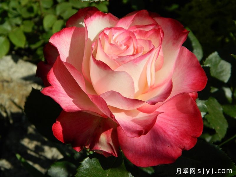 摩纳哥公爵月季/樱桃派对月季/樱桃冻糕Jubile du Prince de Monaco(图3)