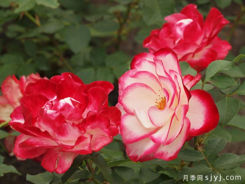 摩纳哥公爵月季/樱桃派对月季/樱桃冻糕Jubile du Prince de Monaco(图4)