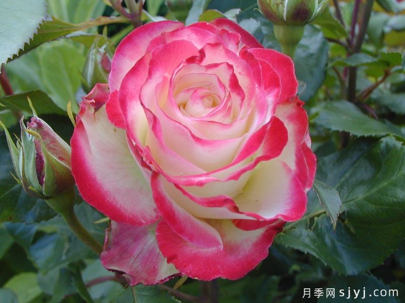 摩纳哥公爵月季/樱桃派对月季/樱桃冻糕Jubile du Prince de Monaco(图5)