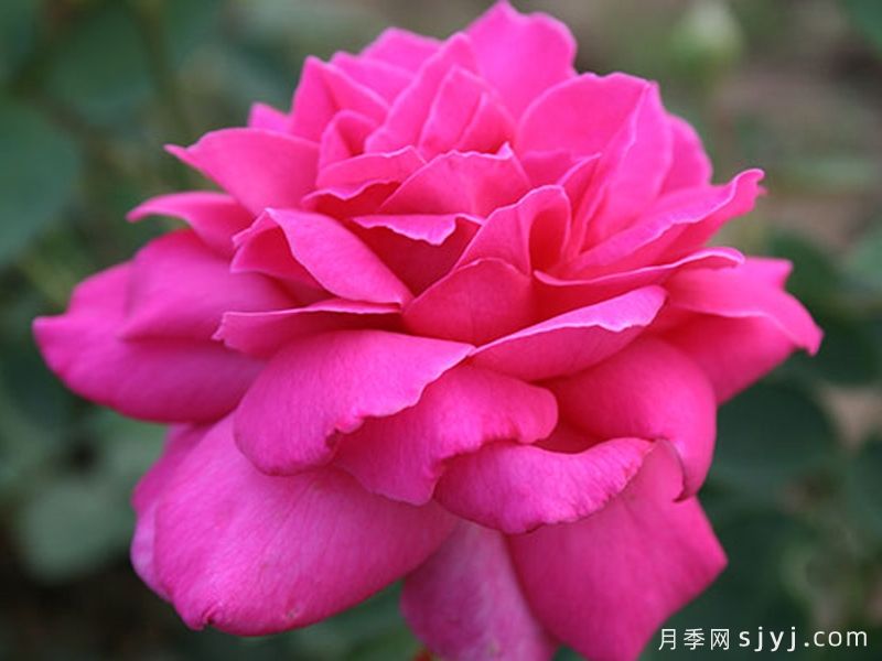 醉香酒月季Duftrausch(图3)