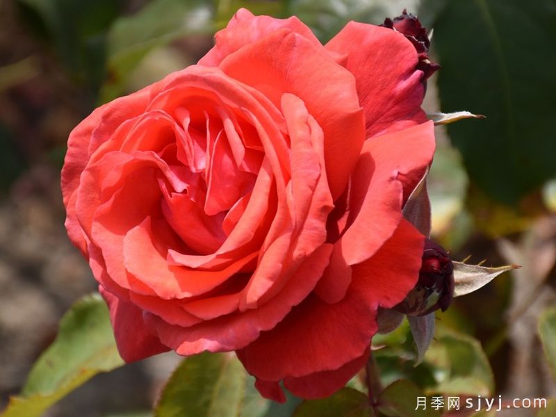 香云月季Fragrant Cloud(图2)